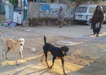 Karachi govt to curb dog bites by plugging 'potentially fatal gaps' (Image courtesy: google)