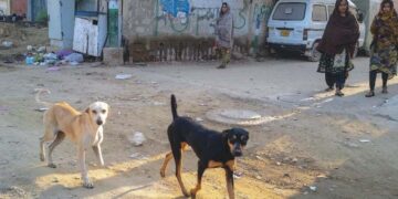 Karachi govt to curb dog bites by plugging 'potentially fatal gaps' (Image courtesy: google)